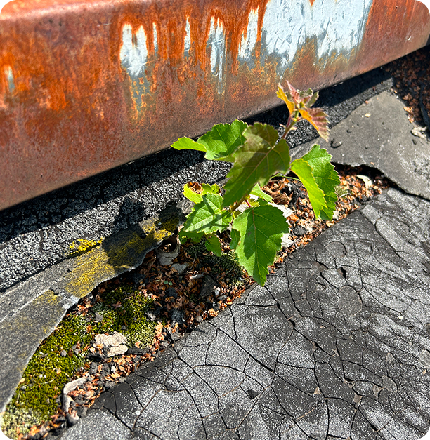 Mit einer Prüfung Ihres Flachdachs vermeiden Sie hohe Kosten von Sanierungen.
